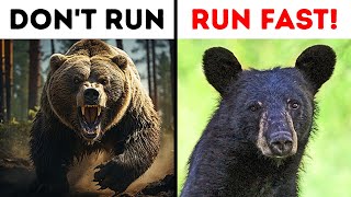 What to Do If You See a Bear in the Wild