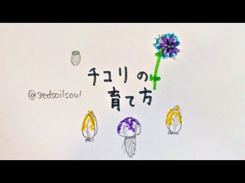 園芸 アンディーブ、ブリュッセルチコリ、シコン