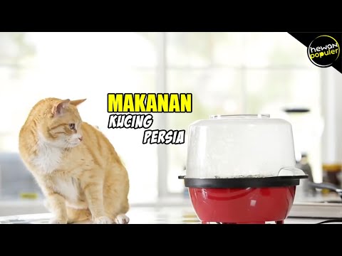  Download  Makanan Kucing  Persia Yang Bagus Dan Murah Mp3 