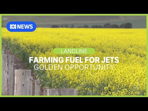 Farming Fuel: Manufacturing jet fuel from oil seeds I Landline I ABC News