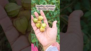 Download lagu panen buah ciplukan disawah orang #goldenberry #ciplukan #buahfresh #tropicalfruit #buahbuahan #buah mp3 Download lagu panen buah ciplukan disawah orang #goldenberry #ciplukan #buahfresh #tropicalfruit #buahbuahan #buah mp3