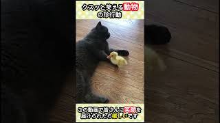 動物たちのおもしろ行動#動物おもしろ行動 #癒し動物
