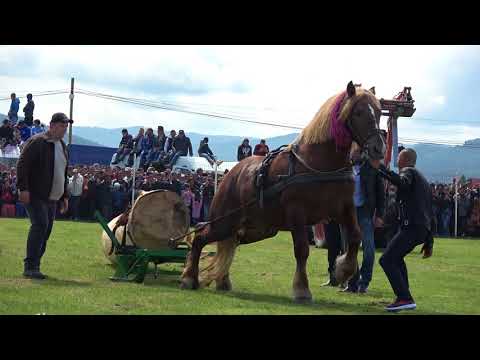 Concurs cu cai de tractiune Marginea, Bucovina 20 Mai 2018