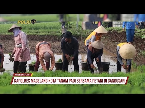 KAPOLRES MAGELANG KOTA TANAM PADI BERSAMA PETANI DI GANDUSARI