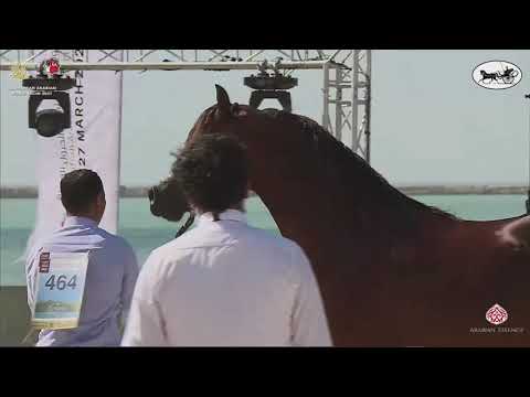 N 464 BVLGARI WEA   Al Dhafrah Arabian Horse Championship 2021   Stallions 7+ Years Old Class 10A