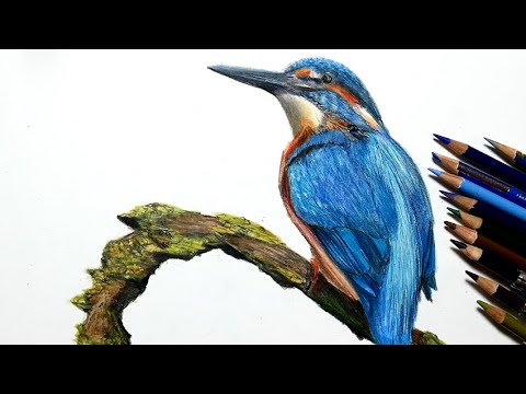 色鉛筆でカワセミを描いてみた リアルな絵　Realistic colored pencil drawing of a kingfisher Video
