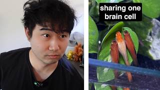 I found the MOST WHOLESOME Fishkeeping Content | Fish Tank Review 348