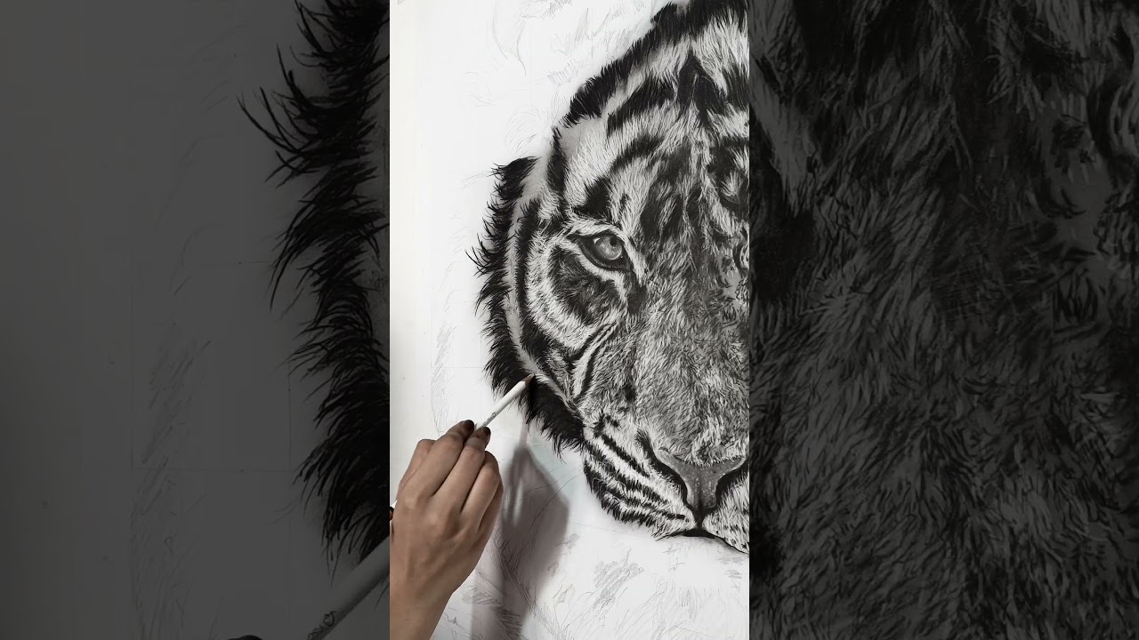 Realistic Tiger Drawing | Charcoal tutorial