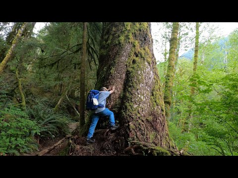 Pratt River Trail to the Big Tree | Alpine Lakes Wilderness Near North Bend, Washington