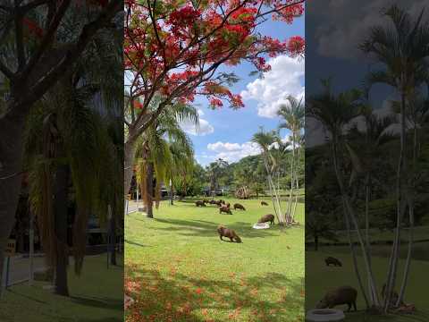 #calmaria #lugareslindos #capivaras #animaisfofos #morrinhos  #goiás