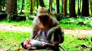 What 's wrong on baby Polly/Happy to see Popeye stop weaning Polly/Lori follow PE cuz absent Amari