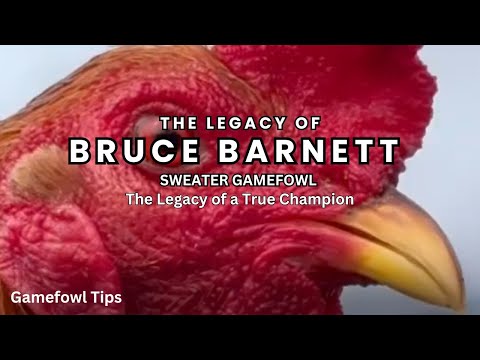 Bruce Barnett Sweater Gamefowl – The Legacy of a True Champion
