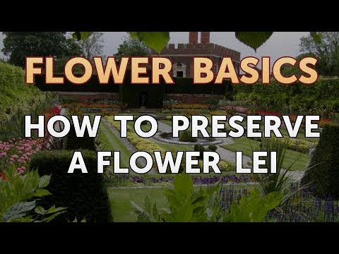 How to Get More Canna Lily Blooms