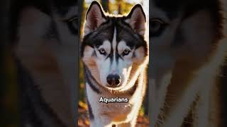 Zodiac Signs As Dog Breeds! #zodiac #astrology