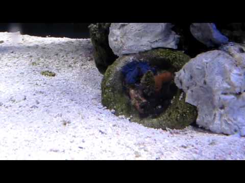 Reef tank setup -pests -8/10/11- zoa eating spider hiding in a mushroom frag