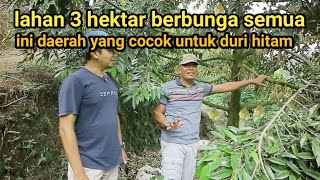 Download lagu LAHAN DURIAN 3 HEKTAR, DURIAN DURI HITAM HAMPRIR BERBUNGA SEMUA mp3 Download lagu LAHAN DURIAN 3 HEKTAR, DURIAN DURI HITAM HAMPRIR BERBUNGA SEMUA mp3