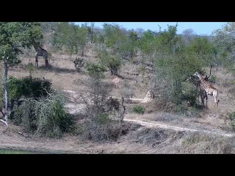 Djuma: Three Giraffes feeding in distance - 14:27 - 09/16/2022