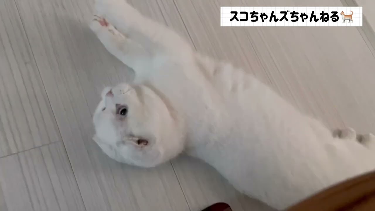 羽根のオモチャをいたぶるスコちゃんズ【スコティッシュフォールド】