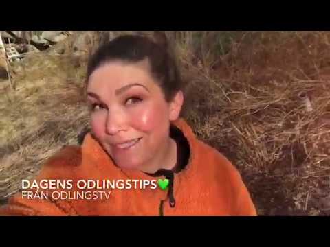 Sly, kvistar och träd i trädgården är toppen för dig som odlar Spara pengar och tid