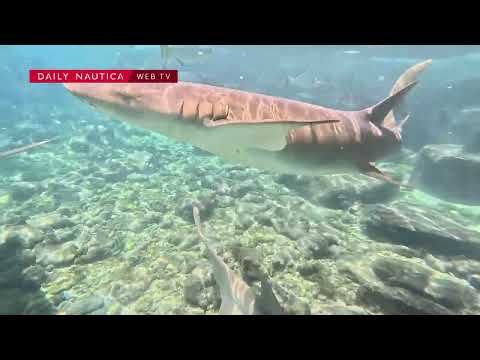 Video: Fare il Bagno con gli Squali