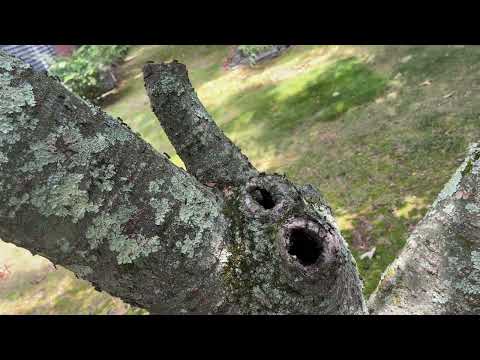 Tree Has a Huge Carpenter Ant Infestation in Mantoloking, NJ