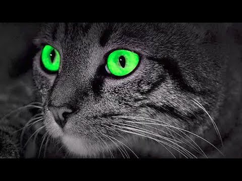 CATS – Protect You And Your Home From Ghosts And Negative Spirits