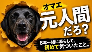 犬と8年暮らしてわかったこと