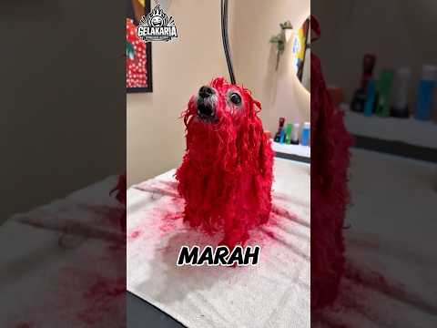 Semua Marah Lihat Anjing Ini Berwarna Merah!
