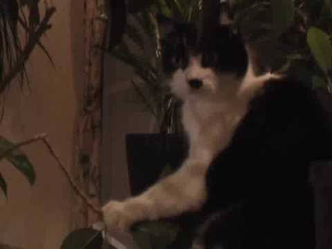 Musikvideo med katthårdrocksgruppen RAKEL