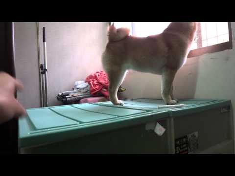 KOYO醬大成功+雙寶生活大公開(原發表者:KuYo麻)(影片)