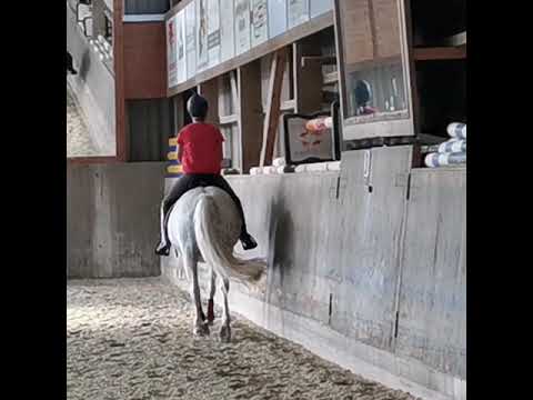 Training 18.8.2020 - Die Fuhrhalterei