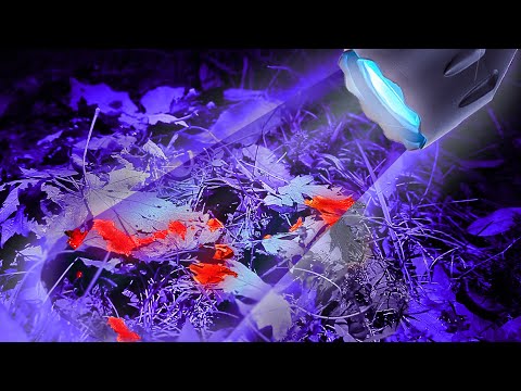 Best Blood Trailing Flashlight Test