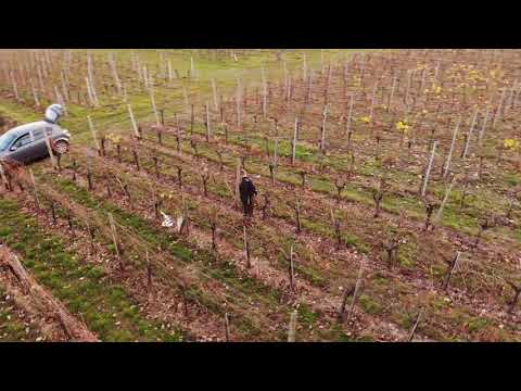 Weinberge schneiden Farmvlog#2! Weinanbau und Rotweingebiet 🍇🍷