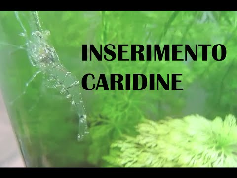 ACQUARIO D'ACQUA DOLCE: Inserimento Caridine | Cambio d'acqua.