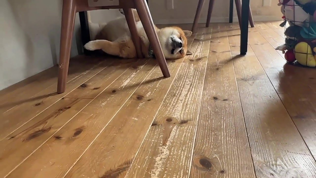 どこでも安心して眠る無防備な柴犬が可愛い