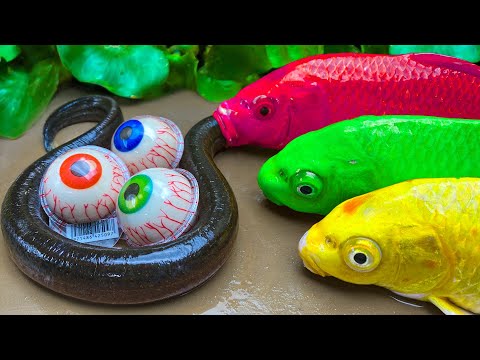 Lego Fish Trap Big Koi Fish eat Eel! StopMotion ASMR Experiment Catch Catfish Duckling, Golden Snake