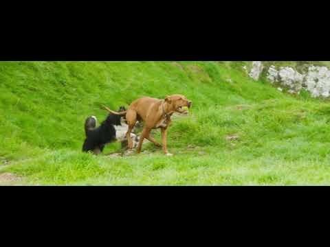 Irish Pure German Dog Food Commercial
