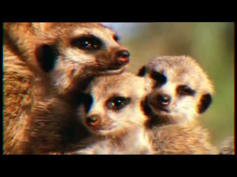 Chaostruppe - Chum mir göh use!