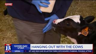 TV News Blooper: How Not to Feed a Calf Milk