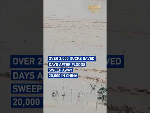 Over 2,000 ducks saved days after floods sweep away 20,000 in China #coolchina