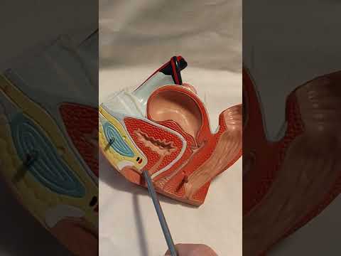 The female urogenital tract. Location of the uterus, vagina, and ovaries.