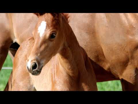 Stutfohlen von Von und Zu - Lauries Crusador xx - Bolero