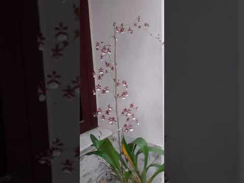 Sharry baby orchid or Chocolate orchid