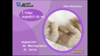 La prima Marcia Cane Bau Bau in Canavese  a Mastri di Feletto