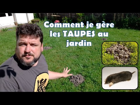 Comment je gère les TAUPES au jardin