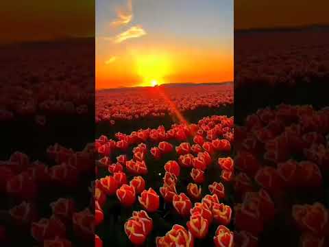 When the beautiful sunset and the romantic tulips are full, what reason should I use to share with u