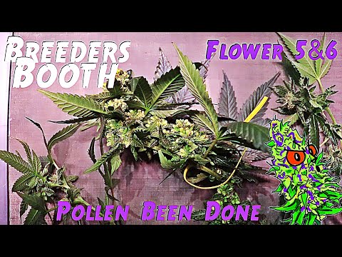 Breeders Booth Ep. 9 | Flower Weeks 5 & 6 | Pollen Been Done | How I Harvest Feminized Pollen