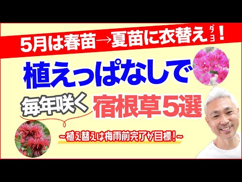 園芸 5月にはつる性の一年草を取り入れよう!