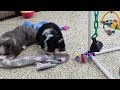 Mini Bernedoodle dogs for sale: Scooter - Video 1