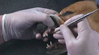 Complete Canine Dental Surgery